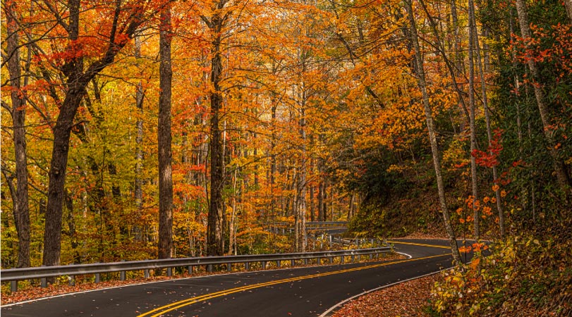 A scenic highway road in South Carolina in the autumn, Trees with their elaves tinted orange, yellow, and red surround a winding road