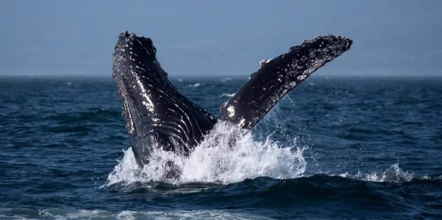A whale is breaching in the deep blue waters off of Santa Barbara.