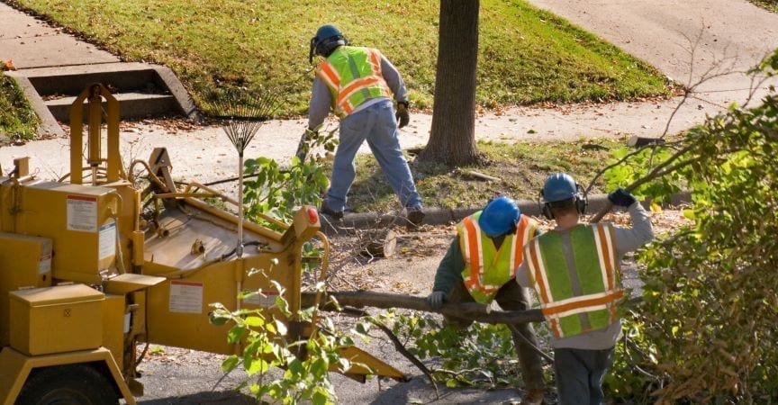 Professional tree trimming crew clears debris