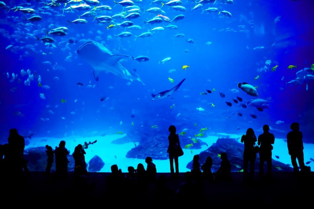 Person standing in front of the Atlanta Aquarium