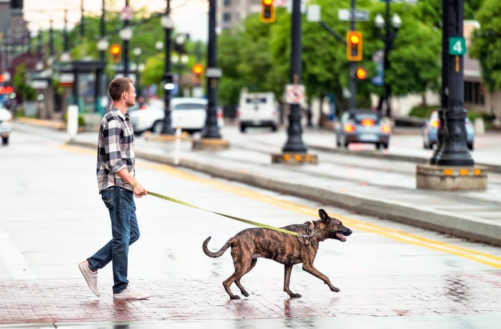 Young man crossing street as he walks his rescue dog in Salt Lake City during a rain shower