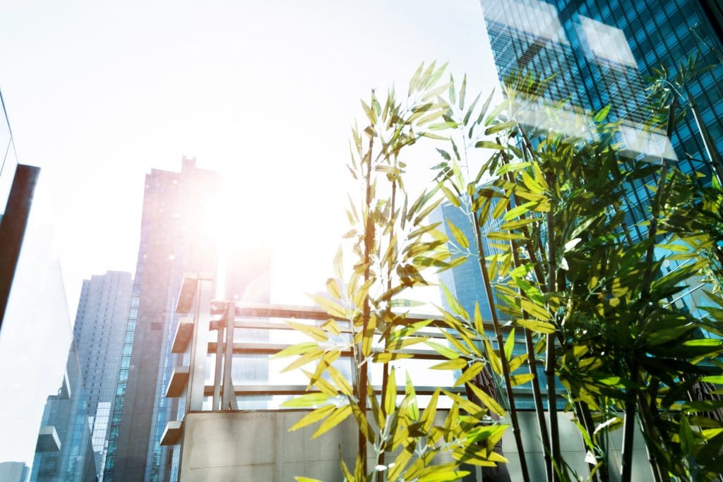 Bamboo plants for sustainable hotel landscaping