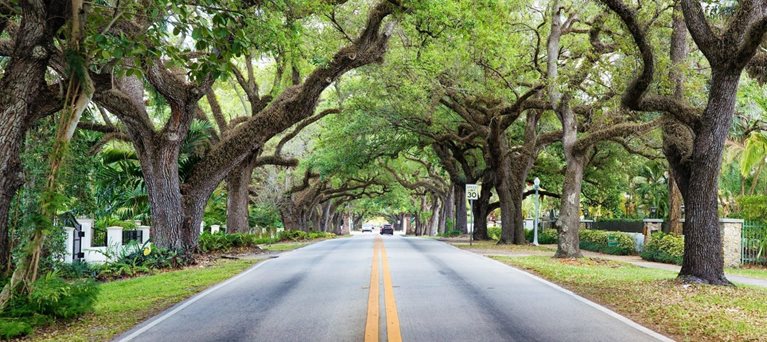 The shaded tree-lined neighborhood roads of Miami