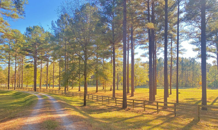 A tranquil country road in Flora, Mississippi, on a sunny day. The road is lined with a simple wooden fence and mature trees. Streams of sunlight cast shadows across the gravel road. 