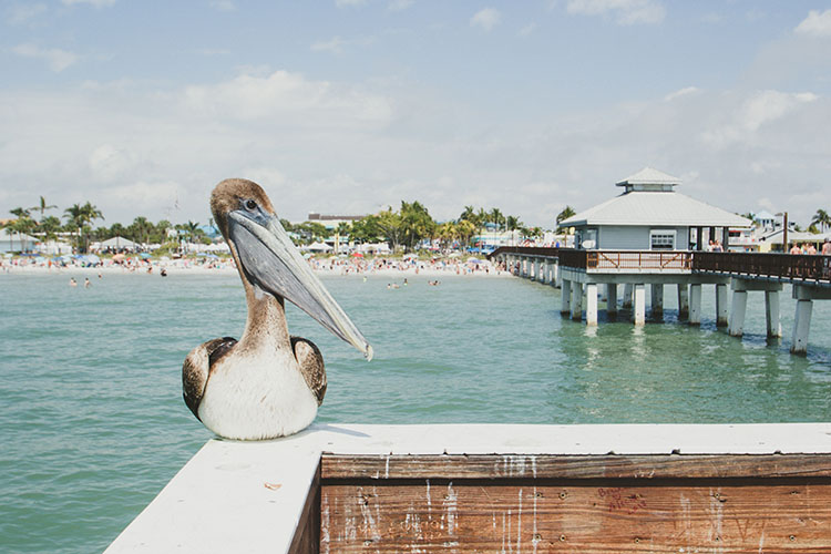 A pelican sitting on the pier on Fort Myers Beach.