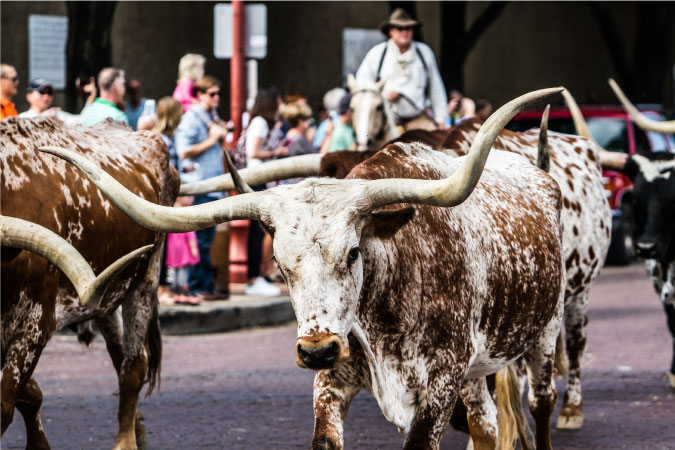 Long-horn steer are being herded through the streets of Fort Worth, Texas, as tourists and locals look on