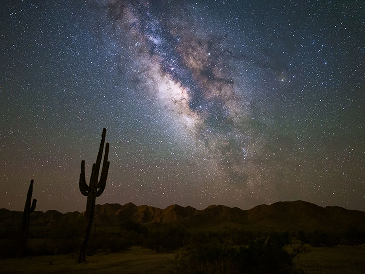 The Milky Way sparkles across the Sonoran Desert’s night sky. A saguaro cactus stands in the shadows. 