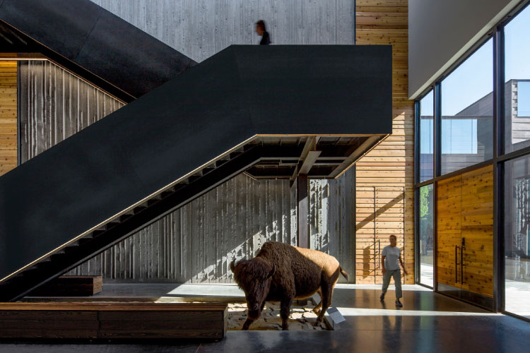 Visitors walk through an atrium in Scottsdale’s Museum of the West. The space features modern architecture and a floating staircase to an upper level. Beneath the stairs is a preserved bison, poised in a lifelike stance.