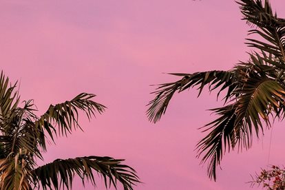 Royal palms stand tall in a pink Florida sky.