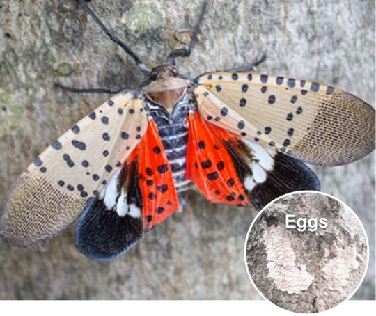 Spotted Lanternfly