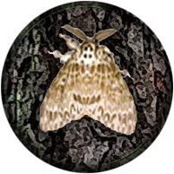 PODS moving and storage