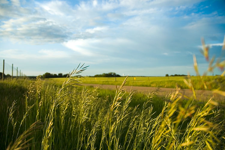 Rolling grass plains of Nebraska, blowing in the wind