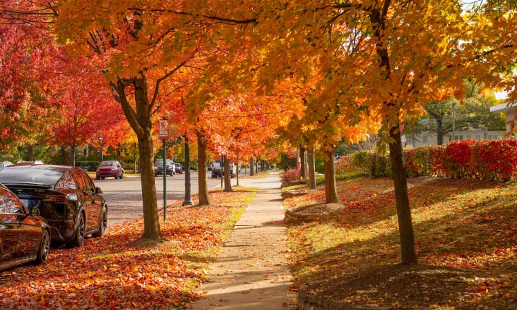 The view down a tree-lined residential sidewalk in Bexley, Ohio, in the fall. The leaves have all turned to hues of yellow, orange, and red, and a good portion of them have fallen onto the grass.