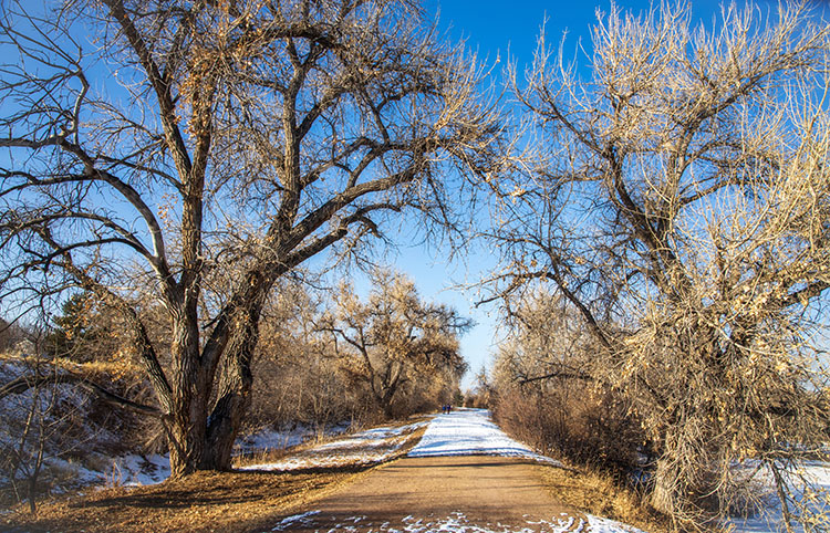 Winter in deKoevend Park in Greenwood Village. The leaves have fallen from the trees as they hang over a trail.