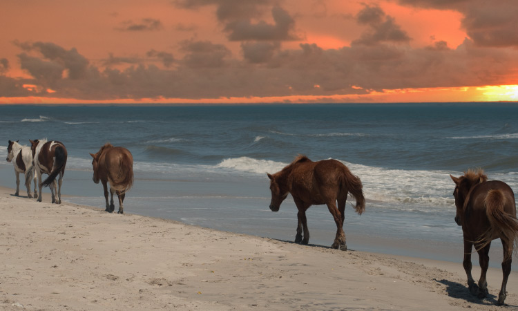 Wild horses walking along the shore on Assateague Island near Berlin, Maryland, during sunset. 