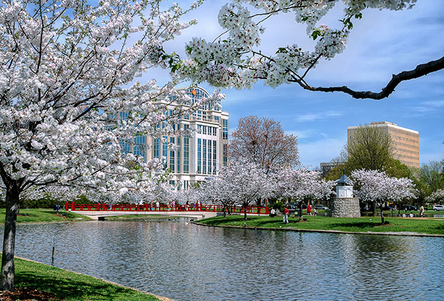 Dozens of blossom-filled trees line the water in Huntsville’s Big Spring Park on a spring day.