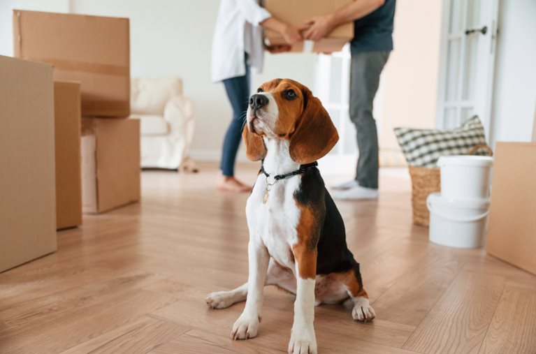 A beagle is sitting upright looking ahead as his owners are carrying a large moving box in the background. The room has several other moving boxes on the floor and a few random pieces of furniture and decor.