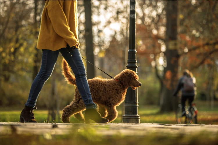 A woman in a yellow sweater and blue jeans is walking her large brown poodle-mix dog through a park in their new neighborhood.