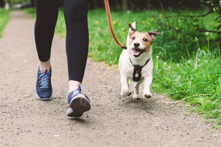 Close-up of a small dog being walked along a pedestrian path. His owner’s feet are in motion beside him, and the dog appears very happy.