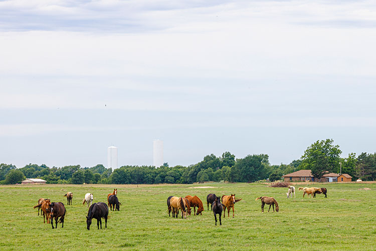 Horses roam a green pasture with skyscrapers in the distance.