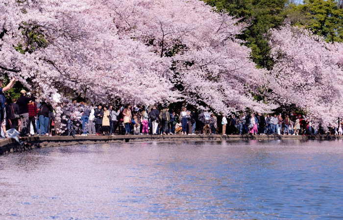 Tourists gather around the Tidal Basin in Washington, D.C., to admire the cherry blossoms.