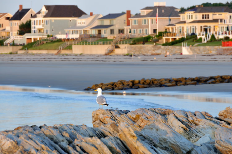 View of large beachfront homes in Rye, New Hampshire, along the North Atlantic Ocean. In the foreground, a seagull rests on a rocky outcrop by the water’s edge. 