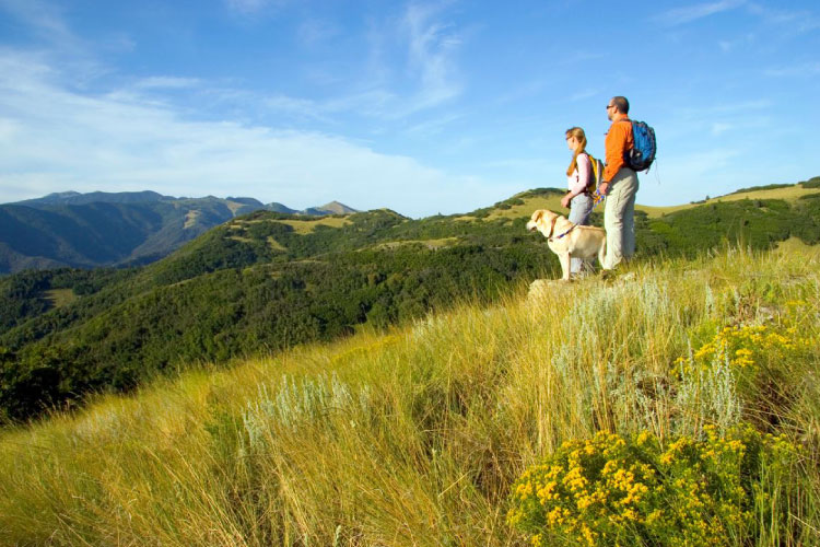 A couple hikes in the grassy hills with their dog