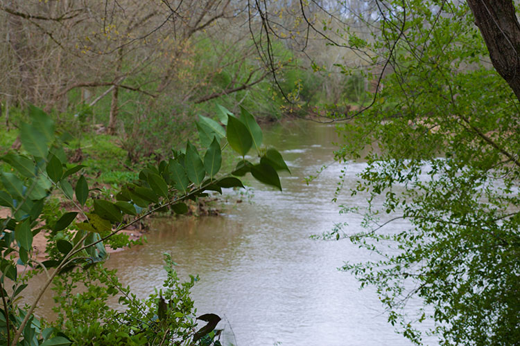 The Wappoo Creek on a cloudy day, seen through the trees