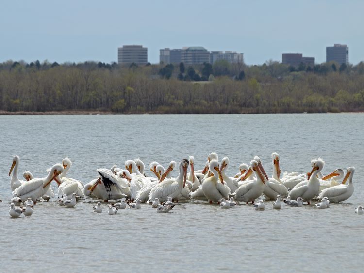 Pelicans float on Cherry Creek, near Belcaro in Denver