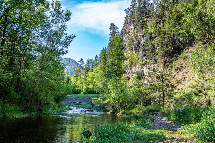 View down Spearfish Creek in Spearfish, South Dakota, as seen from a riverside trail. The creek is situated in South Dakota’s Black Hills. It’s summer in the photo and all the trees and grasses are green and lush. 
