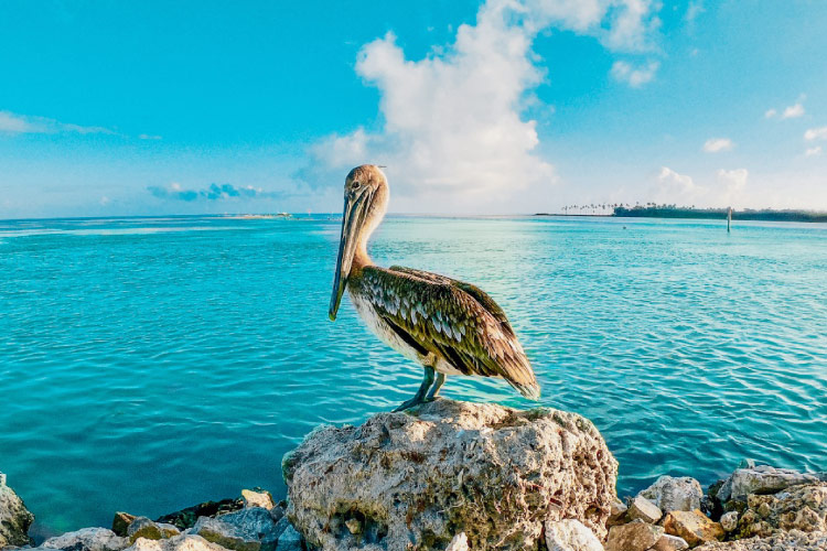 A pelican perches on a large piece of coral along the coast of Islamorada, Florida. The water is a pristine turquoise and it’s a sunny, beautiful day all around. 