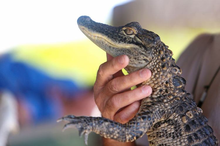 A trained handler is holding a baby American alligator during a demonstration in Florida. 