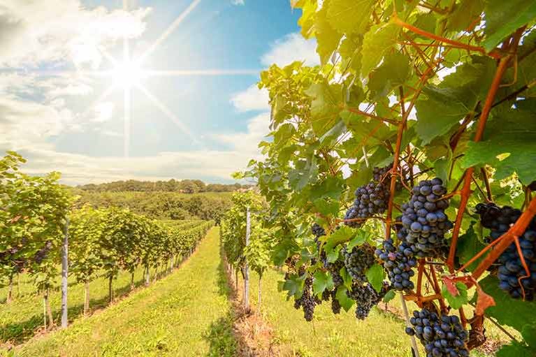 Moving to Santa Rosa Napa