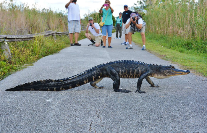  Tourists stop to take a photo of an alligator as it crosses their path in Everglades National Park.