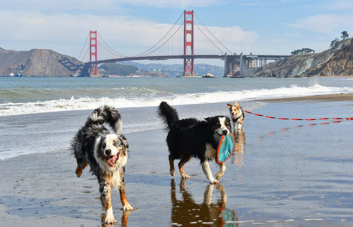 Three happy dogs run along a beach in San Francisco with the Golden Gate Bridge visible in the distance.