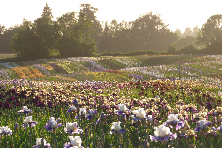 A rolling field of irises at Schreiner’s Iris Gardens in Salem, Oregon.