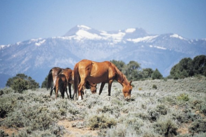 Wild horses are grazing on brush in Reno’s Virginia Foothills neighborhood with snow-capped mountains visible in the background.