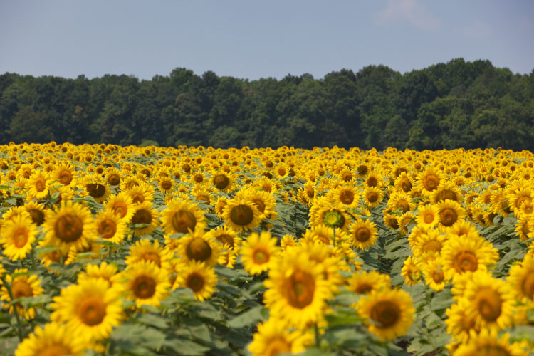 A field of sunflowers near Lewes, Delaware.