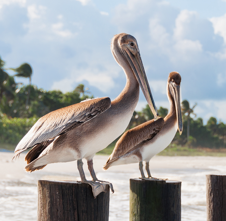 Two pelicans sit on wood stumps on a beach in Naples, Florida. 