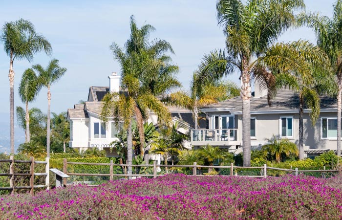 Luxury homes in the Carmel Valley neighborhood of San Diego, seen through a neighboring field of purple flowers and a grove of palm trees.
