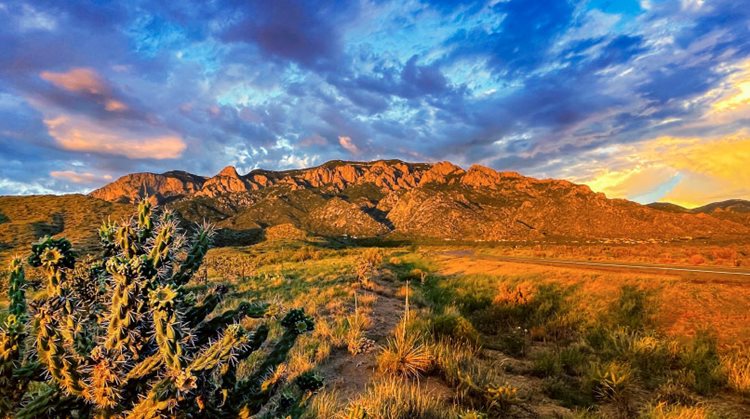 View of the Sandia Mountains near Albuquerque, New Mexico, under a colorful sunrise. In the foreground are short desert plants and cacti, and a walking path that leads toward the mountains.