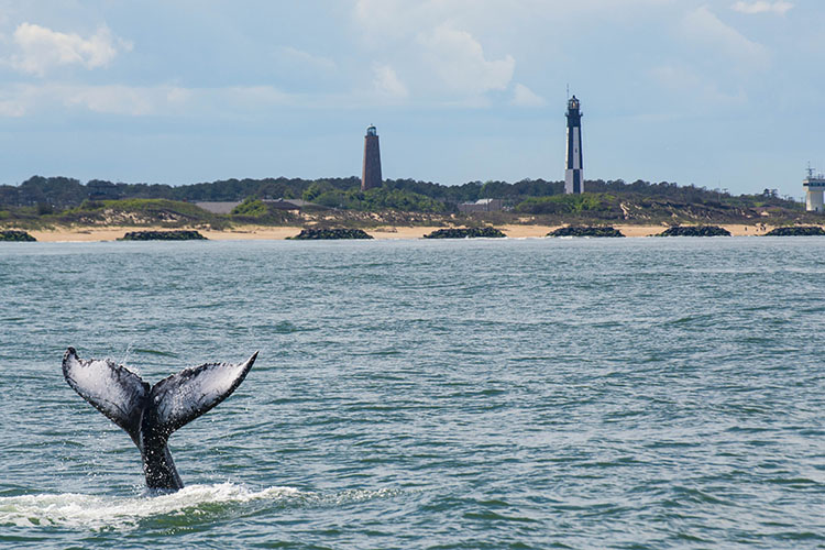  A whale crests its tail off the coast of Virginia beach, with the Cape Henry Lighthouse in view