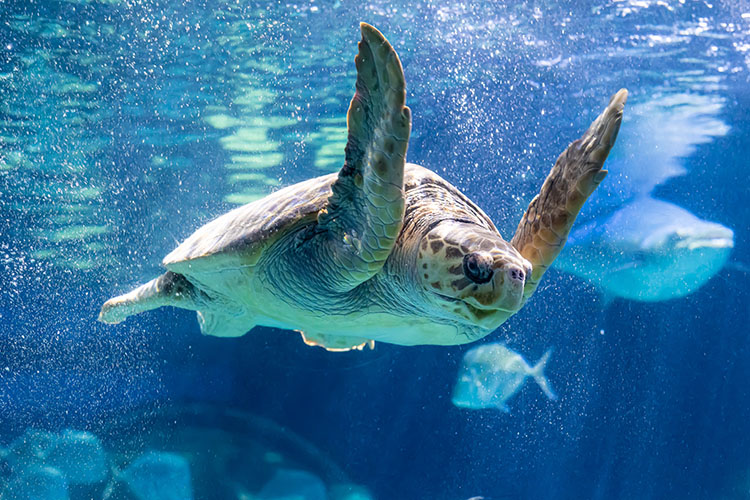 A sea turtle at the Virginia Aquarium and Marine Science Center