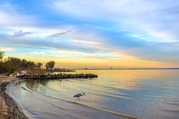 A blue heron catches a fish out of the water on the shores of Chesapeake Beach