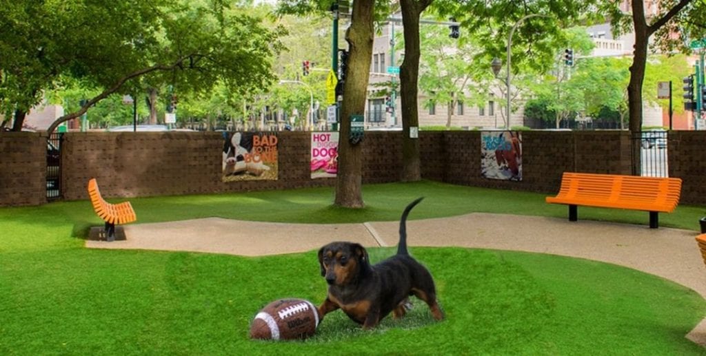 A dachshund chases a football in a River North neighborhood dog park.